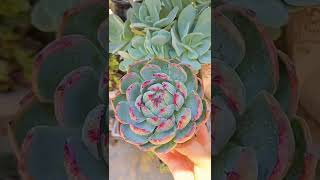 Beautiful Succulent Diy idea #529