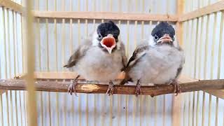 menyapa anak burung kutilang manja, besarkan anak burung untuk cetak burung kicau yang jinak