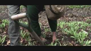 What are Ramps? (Allium tricoccum)