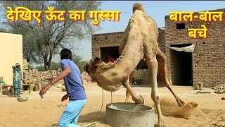 Never do such carelessness with the camel.The camel is afraid of the younger sister ऊँट का गुस्सा