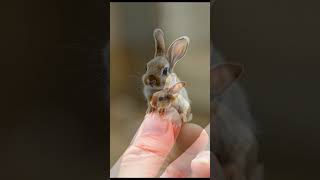 Playing with a Tiny Bunny on My Hand, Too Cute! 🐇💖 | Rabbit