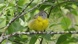 Nashville Warbler Singing