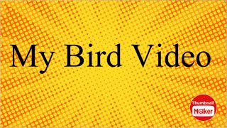 Bird Video