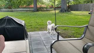 Eli guarding the house