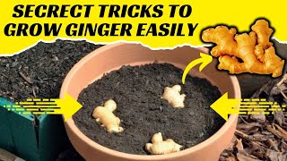 How to Grow Ginger in Containers (Quick Methods No One Will Tell You)