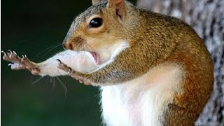 beatboxing squirrel