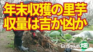 里芋,収穫。芋の太りを期待して年末まで収穫を遅らせてみた里芋、その結果は？　12/21