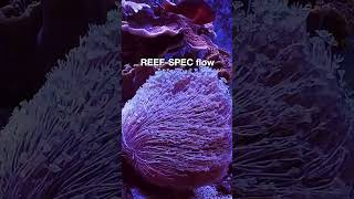 Red Sea Red Sea's ReefWave – Silent. Smart. Powerful