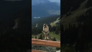 marmot screams but only in high pitch