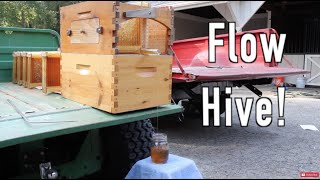 Flow Hive Honey Harvesting!