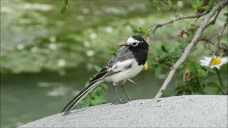 white wagtail