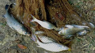 Unbelievable Net Fishing By Village Pond Fishing | Catching Lots of Big Fish By Cast Net