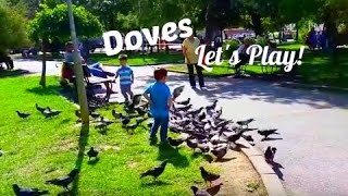 Little Boy Playing with Doves in the Park/Kids Fun