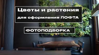 Цветы и растения для оформления Лофта