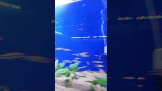 fishes#beautiful fishes#shorts #viral