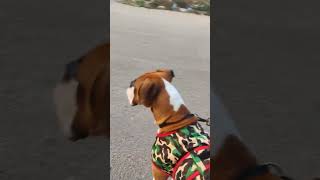 leo the boxer vs the golden retrievers