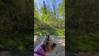 Camping 2024 - Moly our yorkie is having a good time