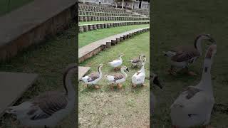 Ducks | ravishankar ashram | Bangalore | nature | water #reels #nature #4k #viralvideo #shorts