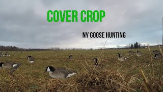 Cover Crop / Canada Goose Hunt