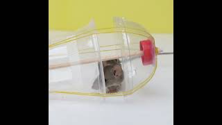 🐁Best Humane Mouse & Rat Trap🐁 #shorts #mousetrap #rattrap