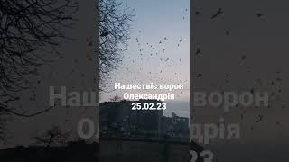 нашествіє ворон в Олександрії 25.02.23