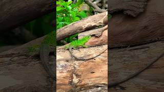 COCO LA IGUANA | la VERDOSA #shorts #short #shortvideo