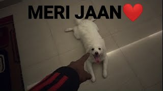 Meri Jaan❤️-Pamarian dog-Daily vlog day 4