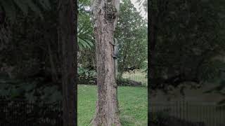 Up close wild monitor lizard climbs tall tree in Singapore - Varanus Salvator, Nyambek Komodo Dragon