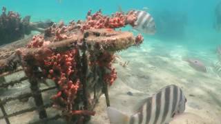 Blue heron bridge dive 5/26/16 MVI 0088