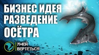 Разведение осетра. Бизнес идея