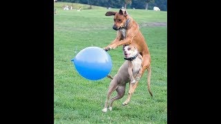 Dogs playing with balloon video