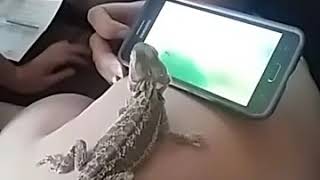 Bearded dragon loves bugs on cell phone