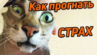 Как прогнать страх / Панические атаки / Опасности кредита