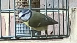 Blue tit the popular garden bird