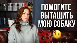 Натуральное питание, в чем опасность?/Можно ли кормить животных со стола/Интервью с ветдиетологом