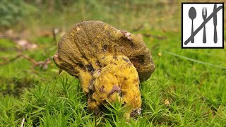 Grzybożer zielony (Hypomyces luteovirens, viridis) Jaworzno