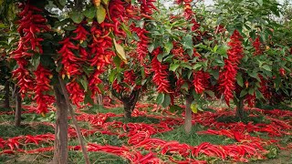 🌶️ Spice Up Your Garden Easy Chilli Growing Hacks! 🔥🏡