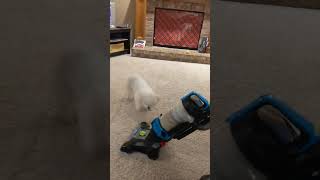 Dog vs. Vacuum Cleaner #shorts