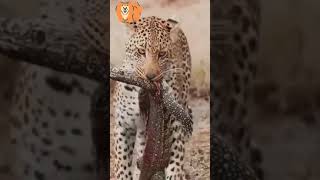 Leopard Traps Prey in Split-Seconds    #Shorts