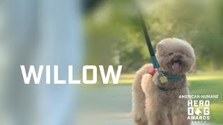 2018 Hero Dog Awards | Emerging Hero Dog Category Winner – Willow