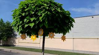 catalpa globulara tree .. born to be free