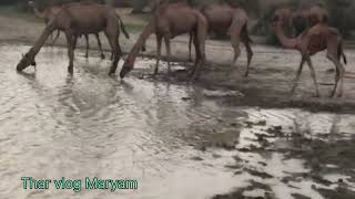 Desert Camels are drinking water after the rain#animals #camle #rajistancamle#desecamle#camleviral