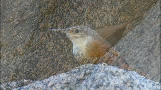 CANYON WREN . . .