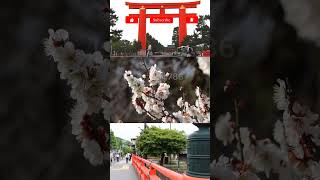 Travel japan | Js vlog786 #shorts #youtubeshorts #shortvideo #japan #viral #youtube #video #travel