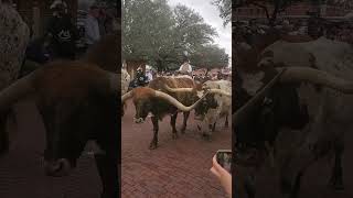 Fort Worth Stockyards Cattle Drive