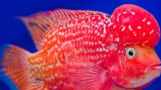 vip king kamfa|kamfa flowerhorn fish|high quality flowerhorn fish