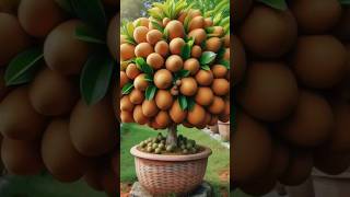 How to Susses full Sapodillda Growing unbelievable #shortvideo #garden @pu aet # short