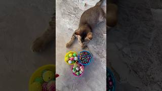 🌈🎉😻Super satisfying asmr beads,asmr funny cat, cat playing videos,cat shorts #cat #catlover #asmr