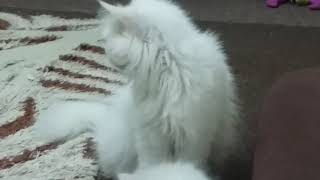 Persian  Cats and kittens with Ragdoll Cat      قطط -  كتنز شيرازي و راغدول