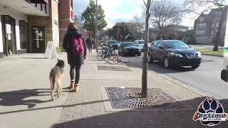 Champ, GSD/Belgian Malinois mix | Off Leash K-9 Training